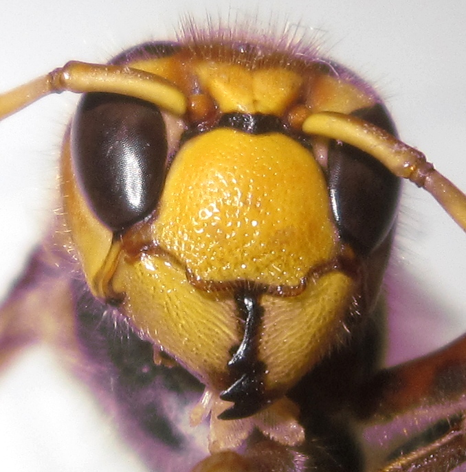 Vespa crabro crabro