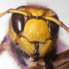 Vespa crabro crabro