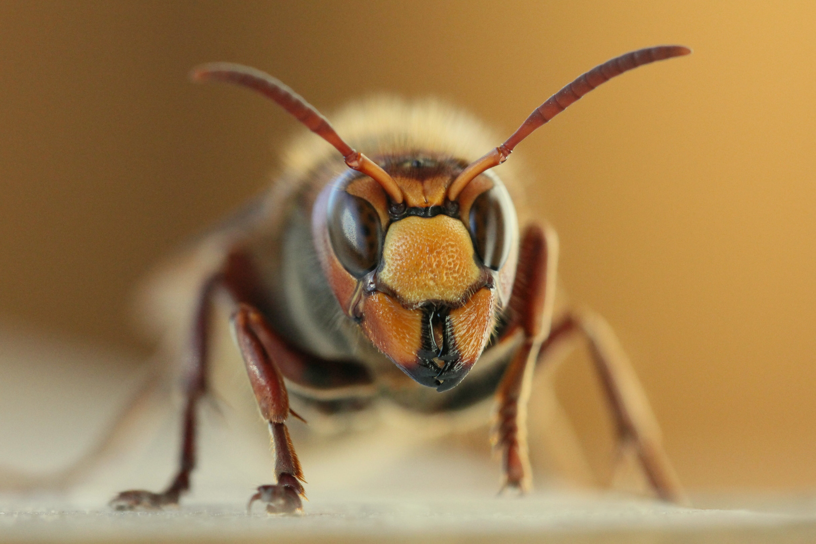 Vespa crabro