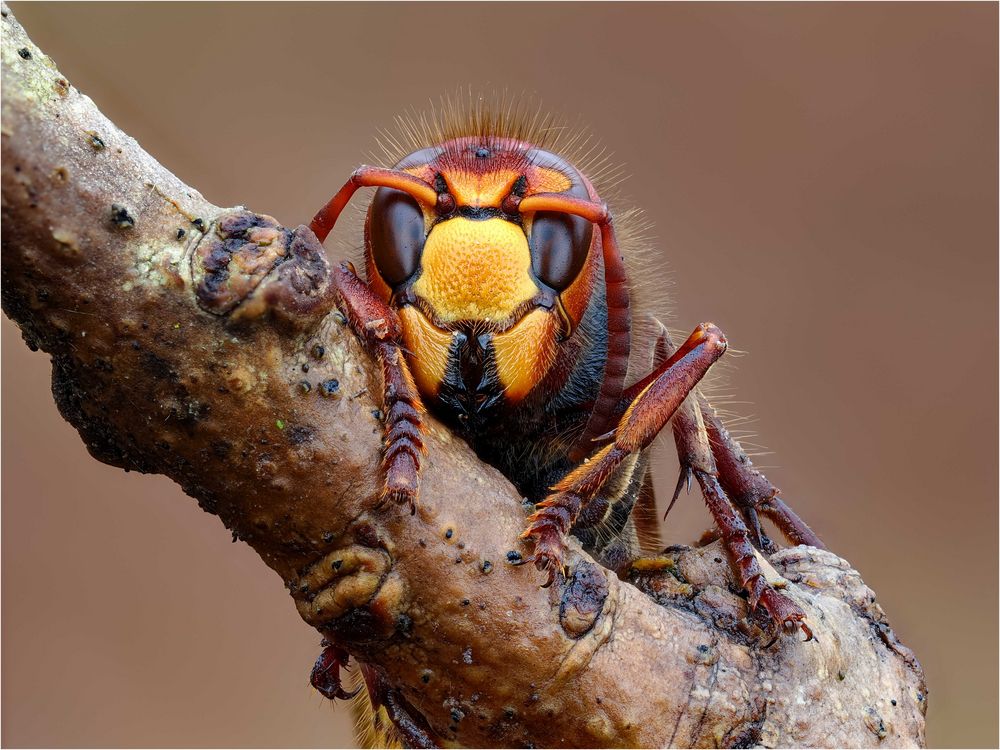 Vespa crabro