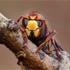 Vespa crabro