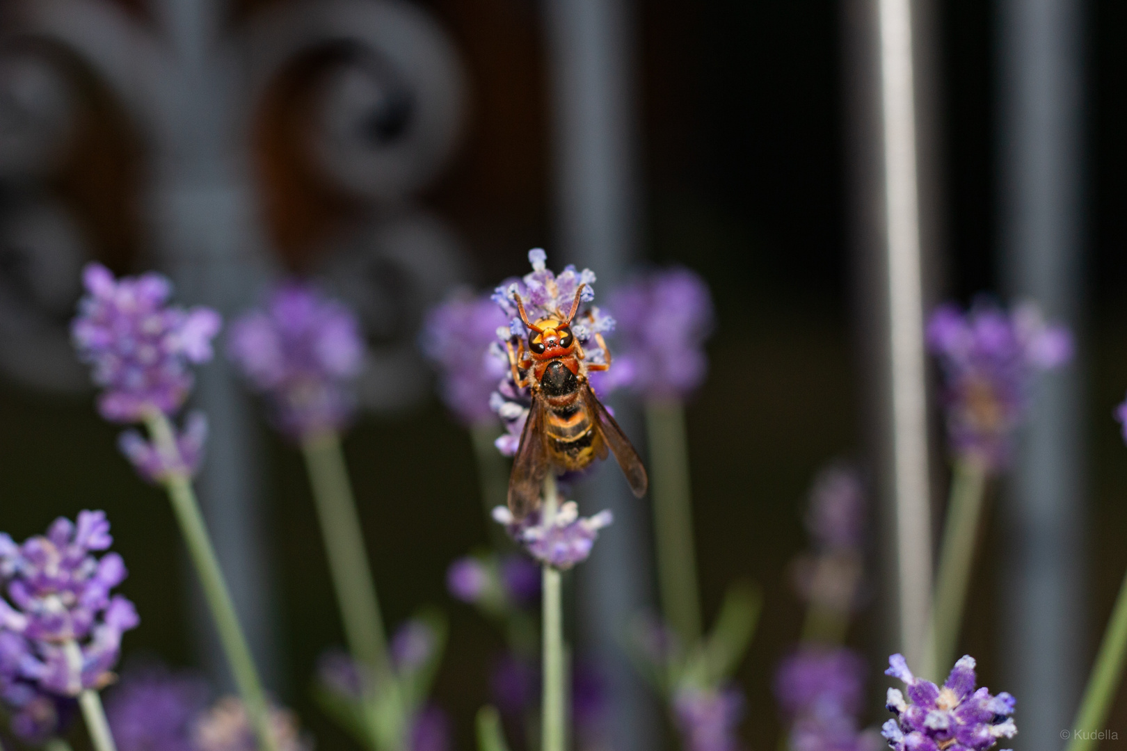 Vespa crabro