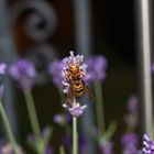 Vespa crabro