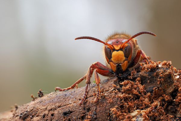 Vespa crabro