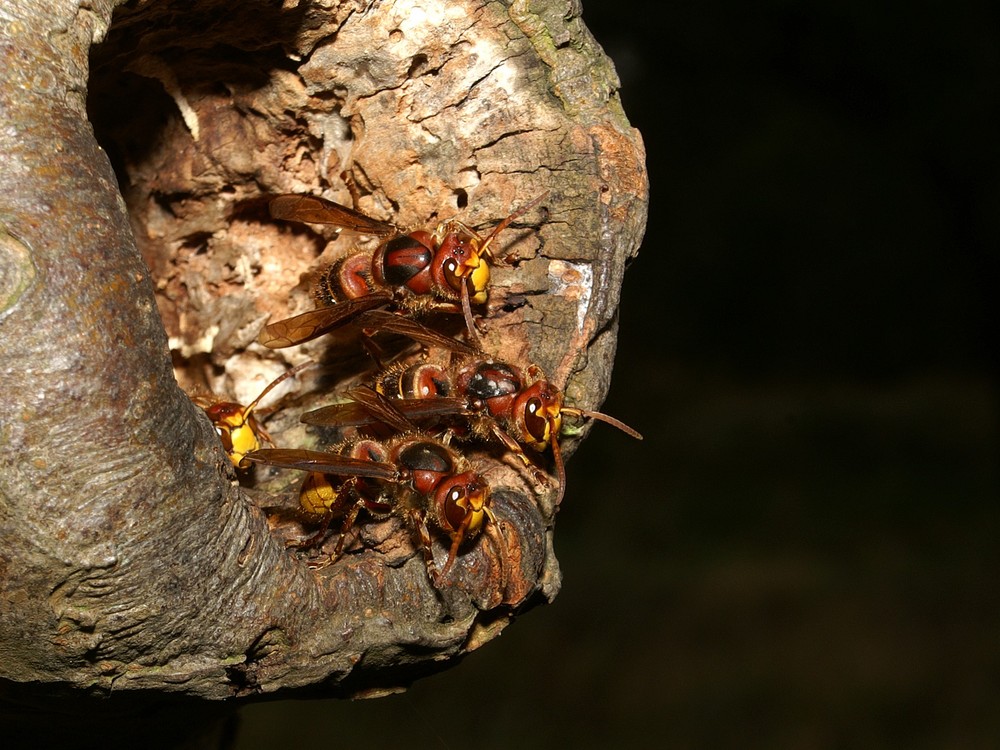 Vespa crabro germana ---- Vespa crabro crabro