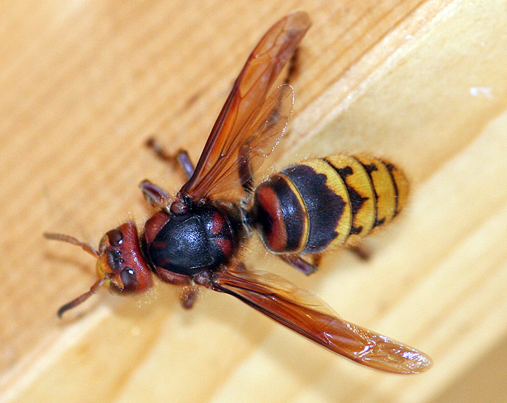 Vespa  crabro - Hornisse