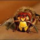 Vespa crabro (Hornisse)