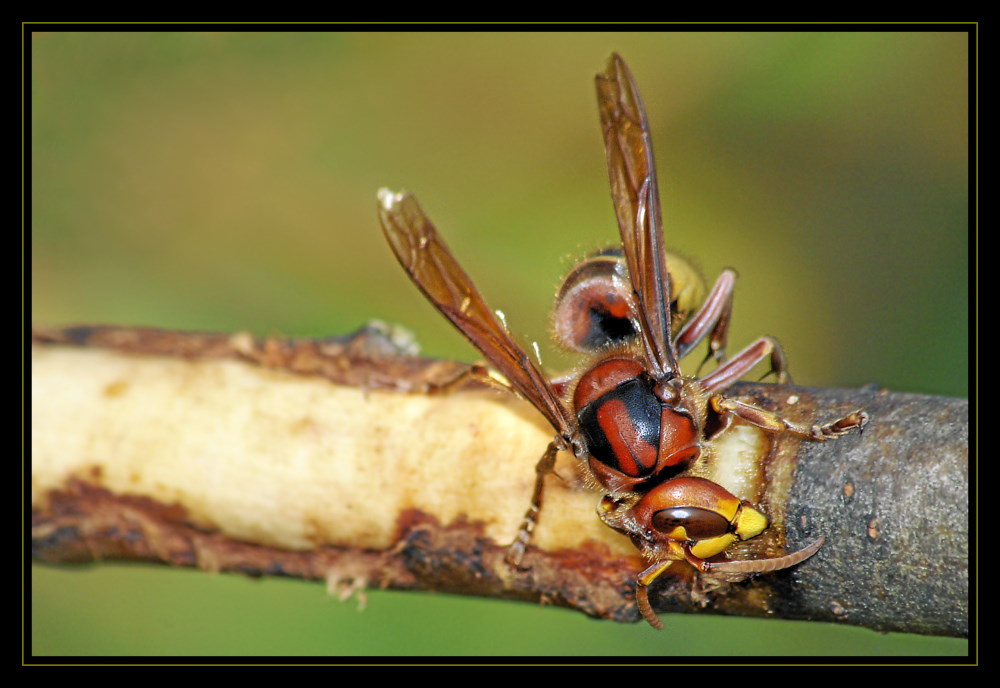 Vespa Crabro - Hornisse