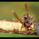 Vespa Crabro - Hornisse