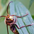 Vespa crabro Hornisse