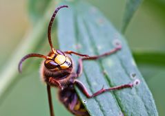 Vespa crabro Hornisse