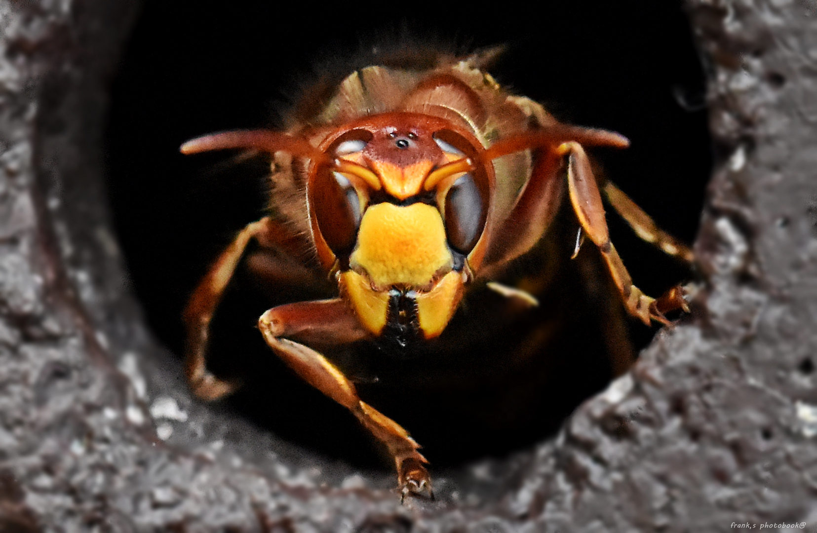 Vespa crabro / Hornissenkönigin