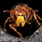 Vespa crabro / Hornissenkönigin