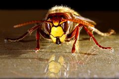 Vespa crabro - mit Spiegelbild