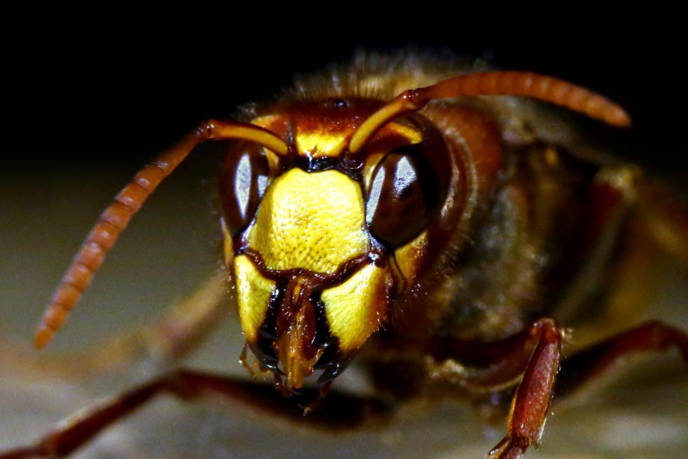 Vespa crabro - mit Zunge