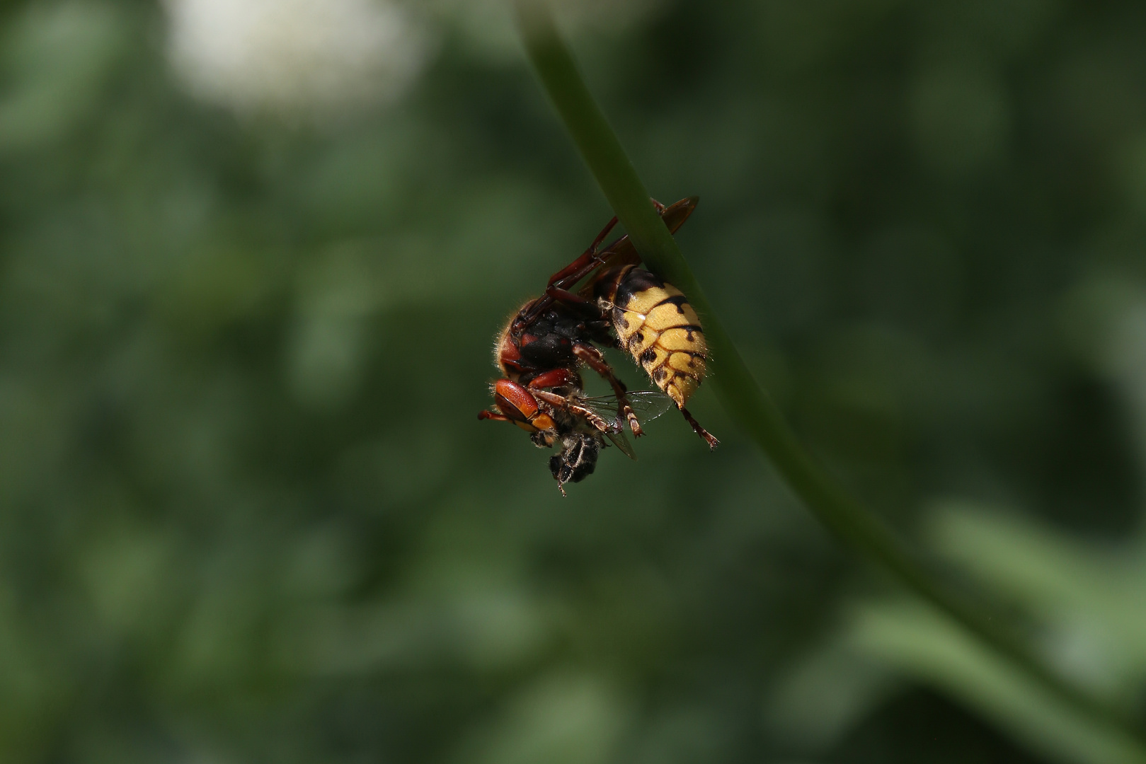 Vespa crabro with Catch - Hornet