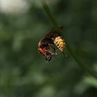 Vespa crabro with Catch - Hornet