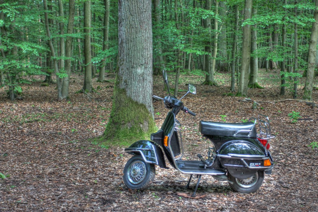 Vespa im Wald