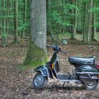 Vespa im Wald