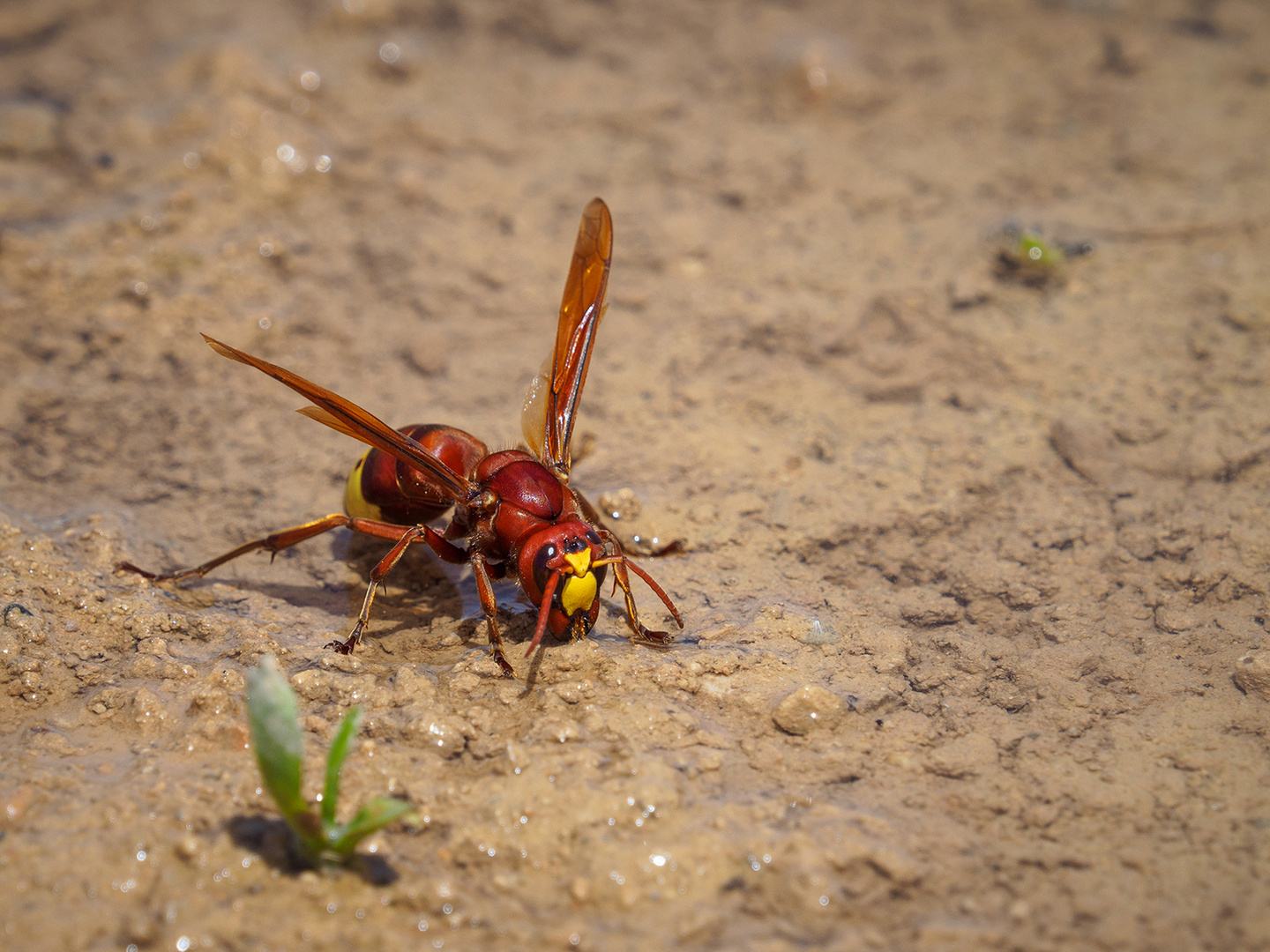 Vespa Orientalis Foto Bild Griechenland Natur Insekten Bilder