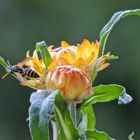 Vespa parcheggiata su un fiore