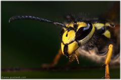 Vespa - primo piano