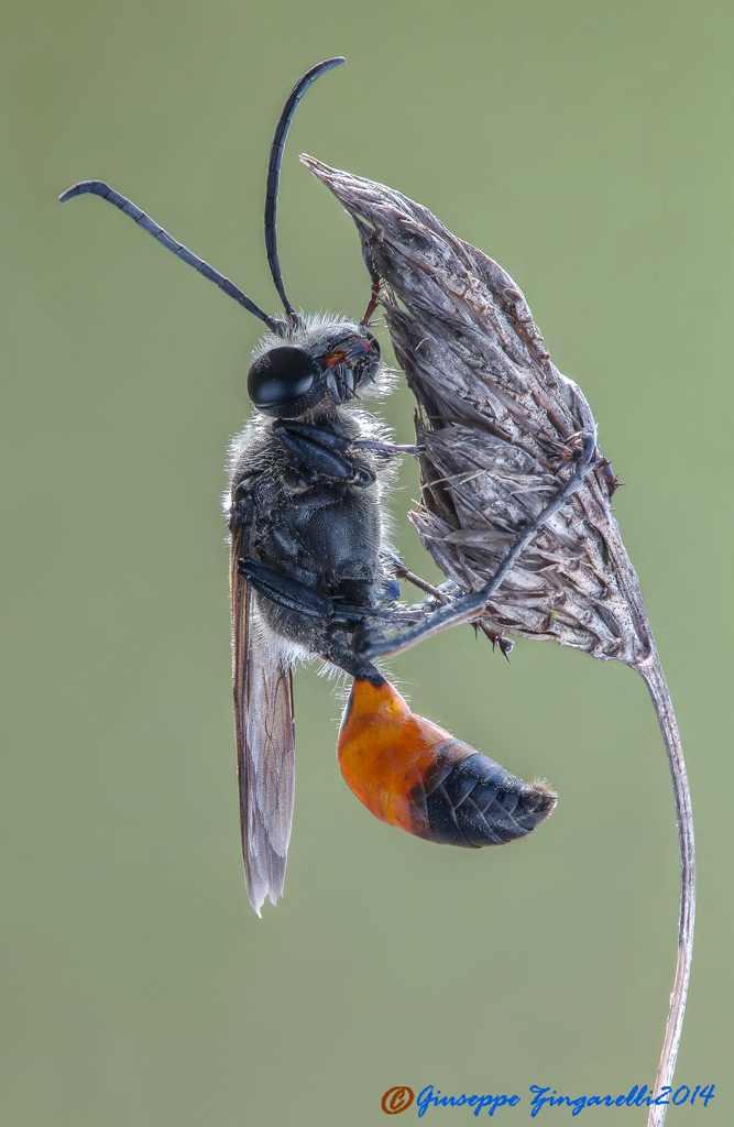 vespa solitaria , note anche con il nome di "vespa scavatrice". Sphex funerarius (Sphecidae Lat