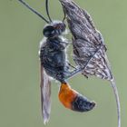 vespa solitaria , note anche con il nome di "vespa scavatrice". Sphex funerarius (Sphecidae Lat