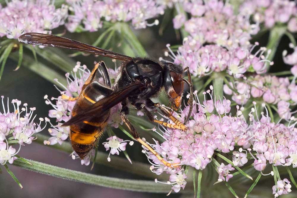 Vespa velutina