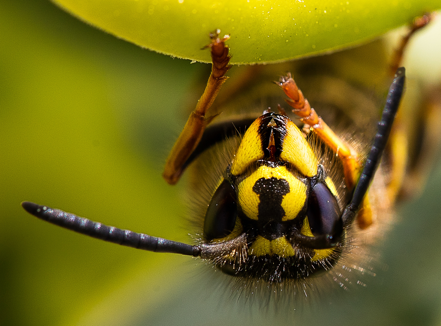 Vespe Foto & Bild fotos, art, world Bilder auf