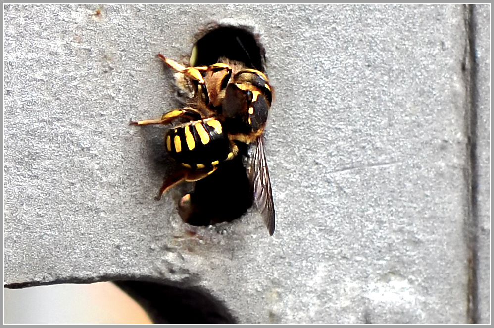 VESPE IM SCHOSS-DER ANFLUG