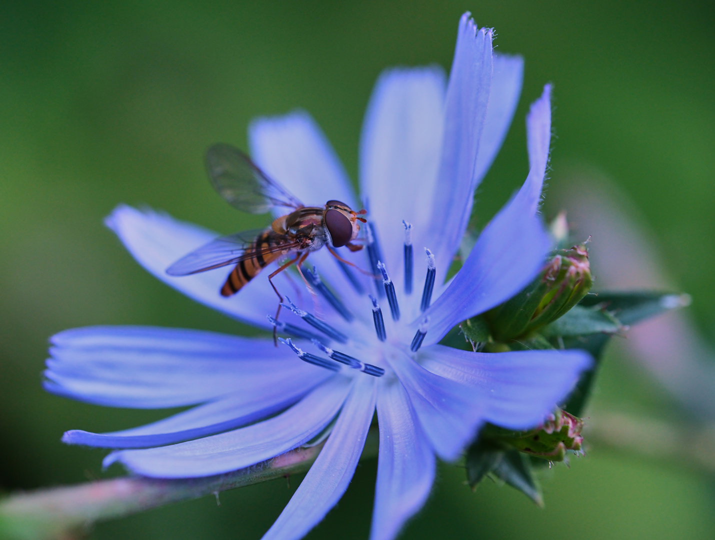 Vespe und Blau