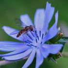 Vespe und Blau