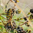 Vespenspinne mit Wassertropfen am Spinnennetz 