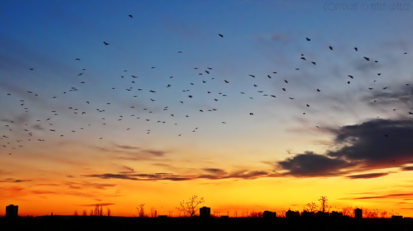 vespertine flocking