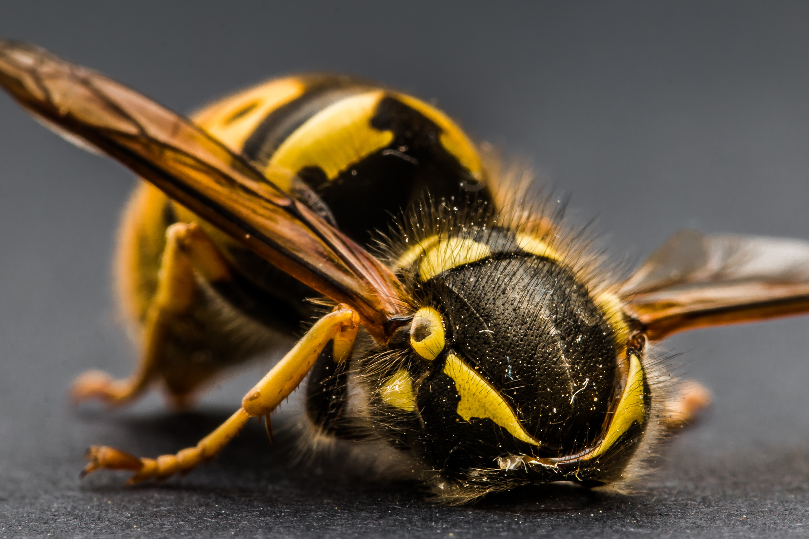 Vespula