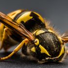 Vespula