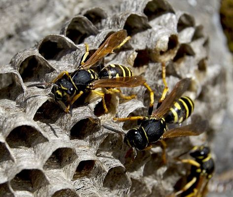 Vespula