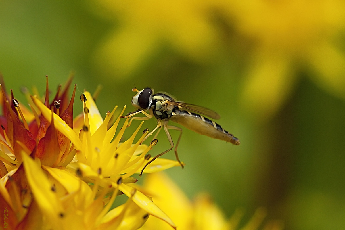 Vespula....