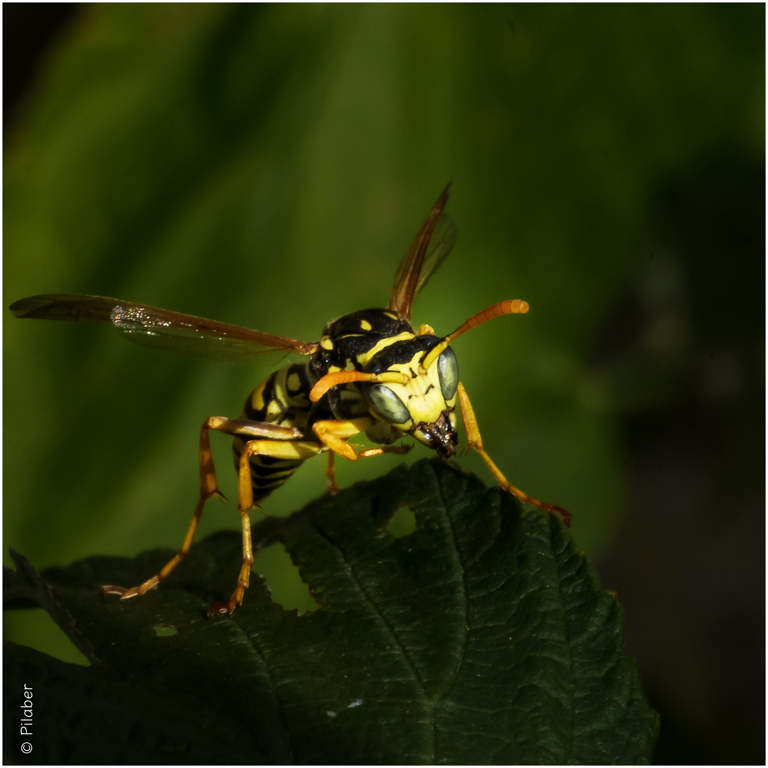 Vespula aliensis