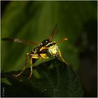 Vespula aliensis