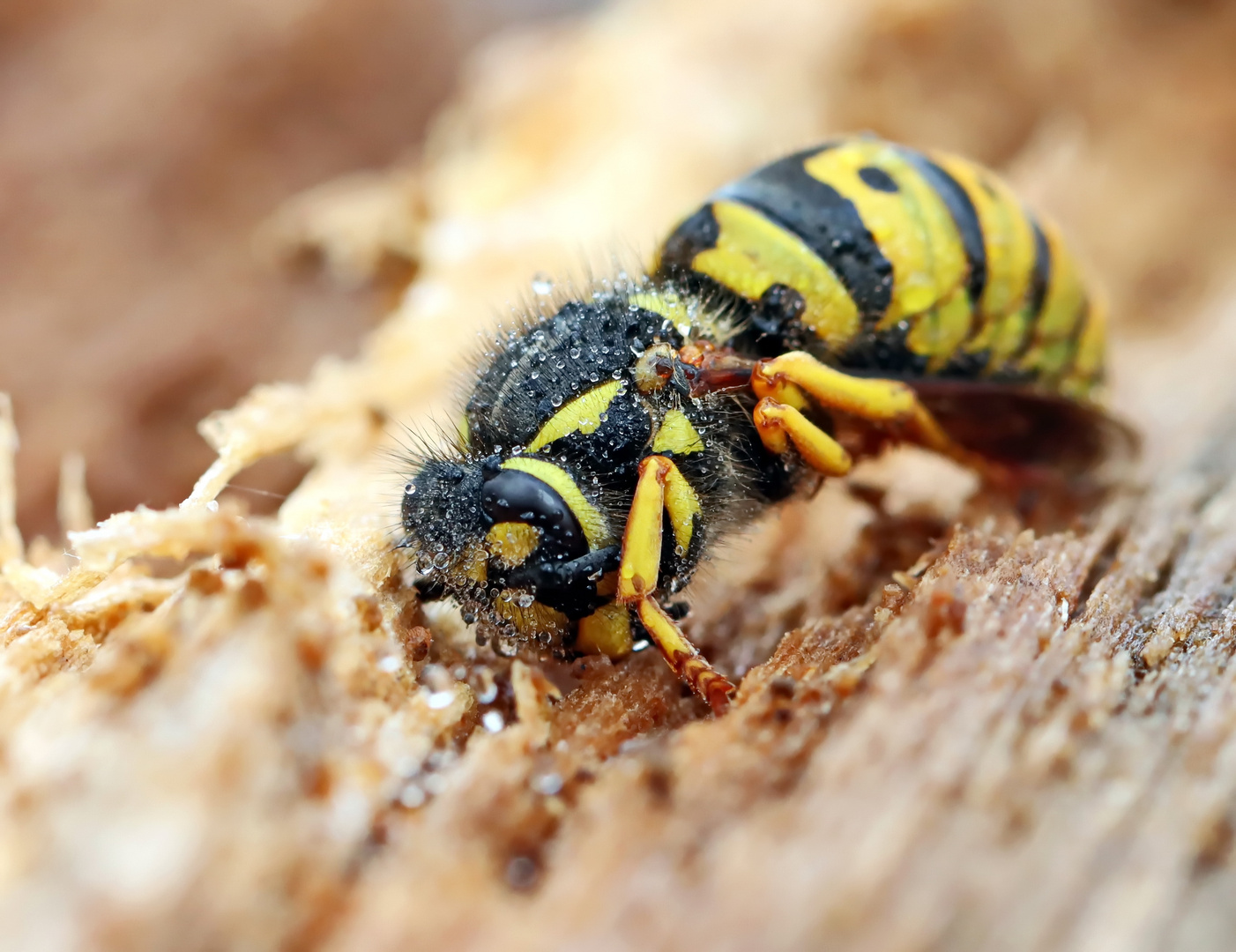 Vespula germanica + 2 Bilder