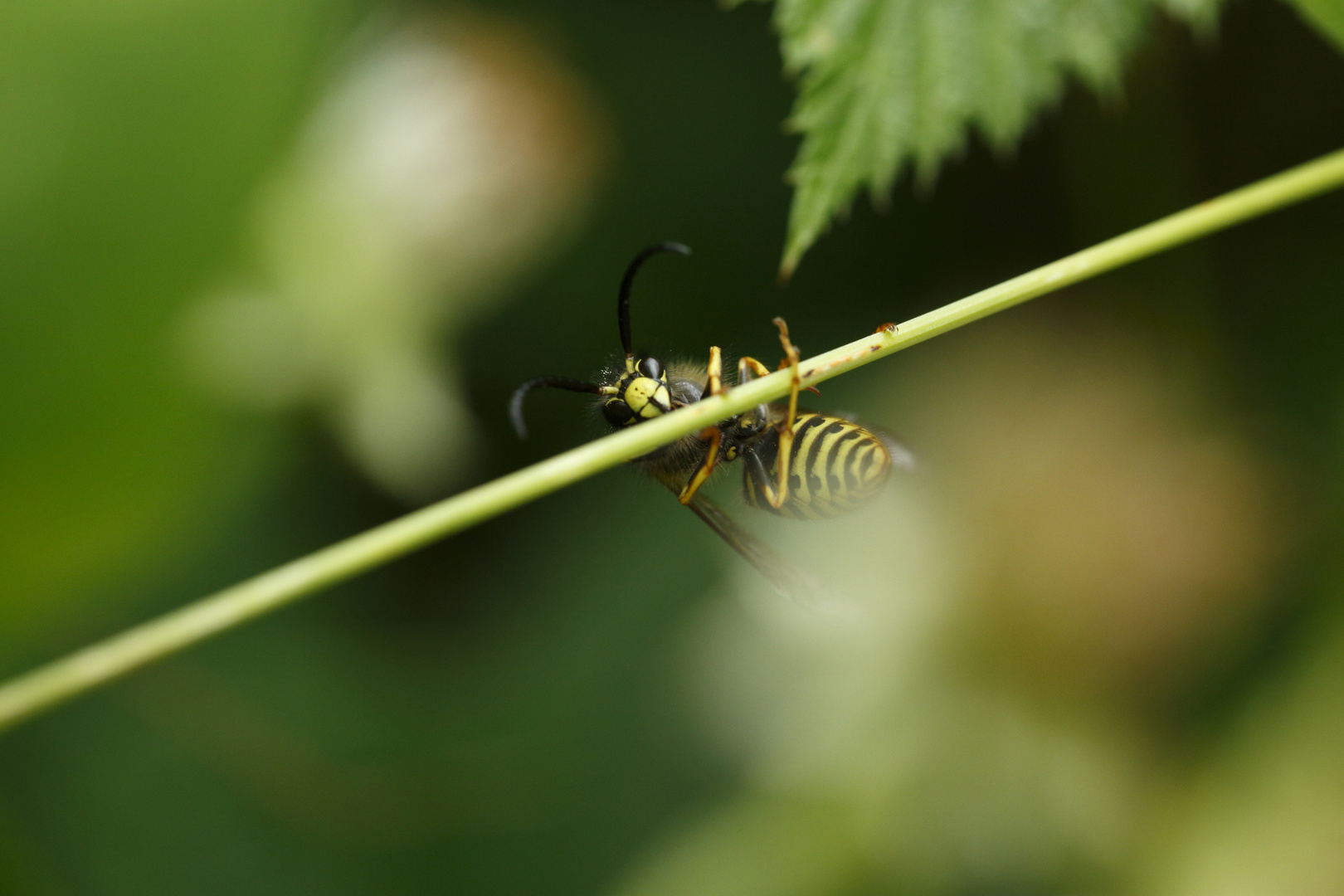 vespula germanica