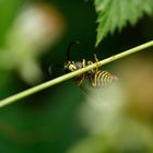 vespula germanica