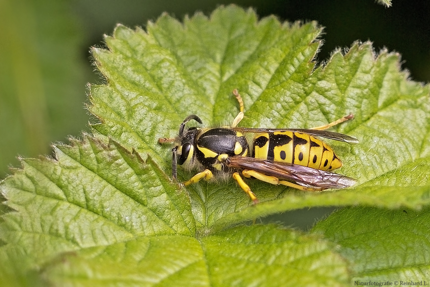 Vespula germanica