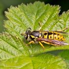 Vespula germanica