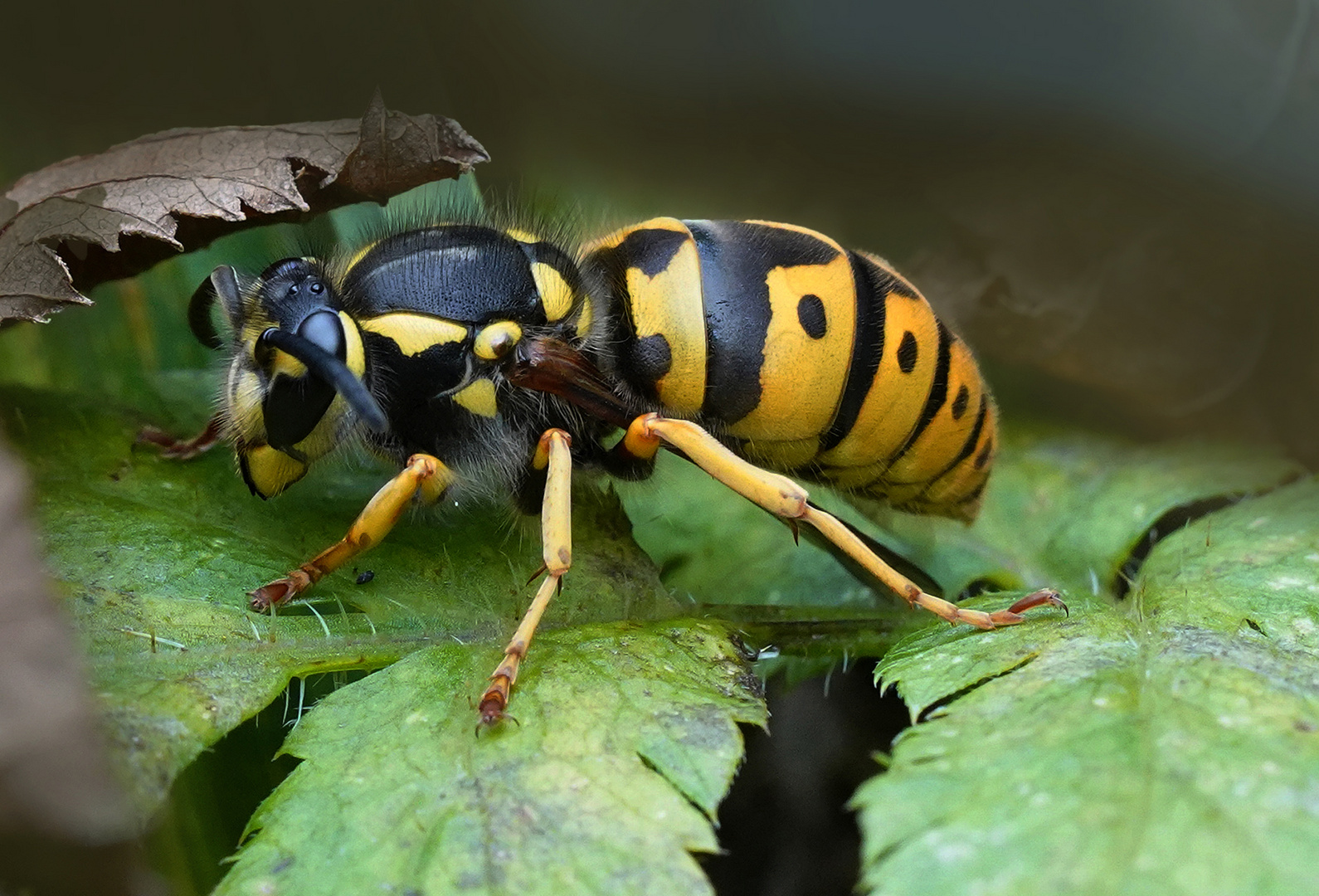 Vespula germanica