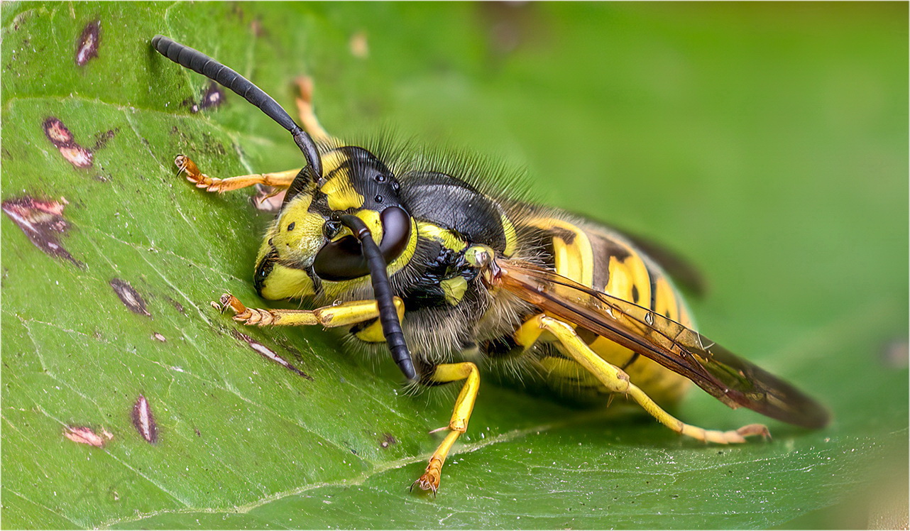 Vespula germanica