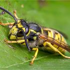 Vespula germanica