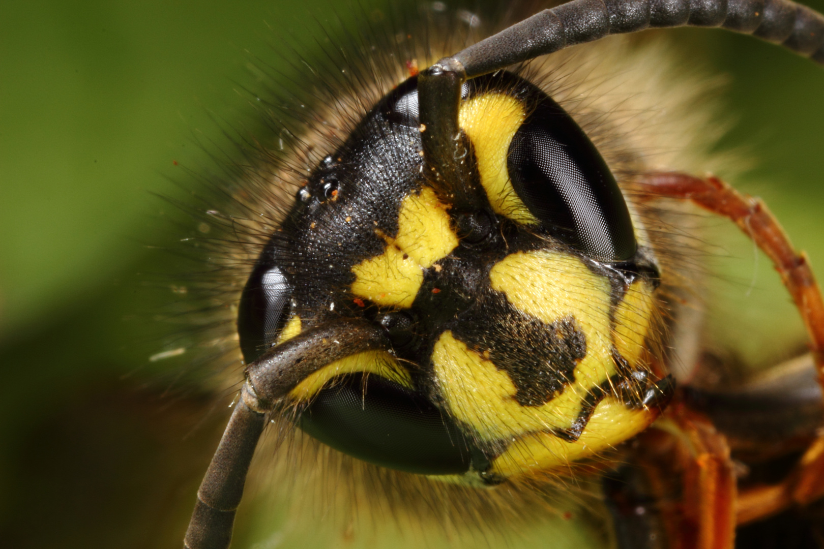 Vespula germanica